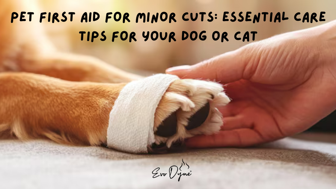 clean still life of modern care products for home, pet, and car